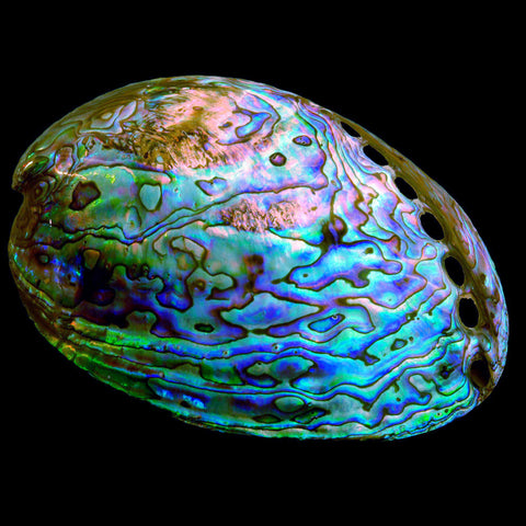 Whole Paua Shell